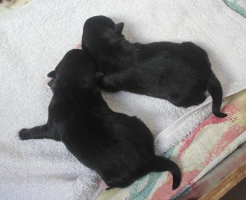 Villja und Va-Juma am 14.10.24